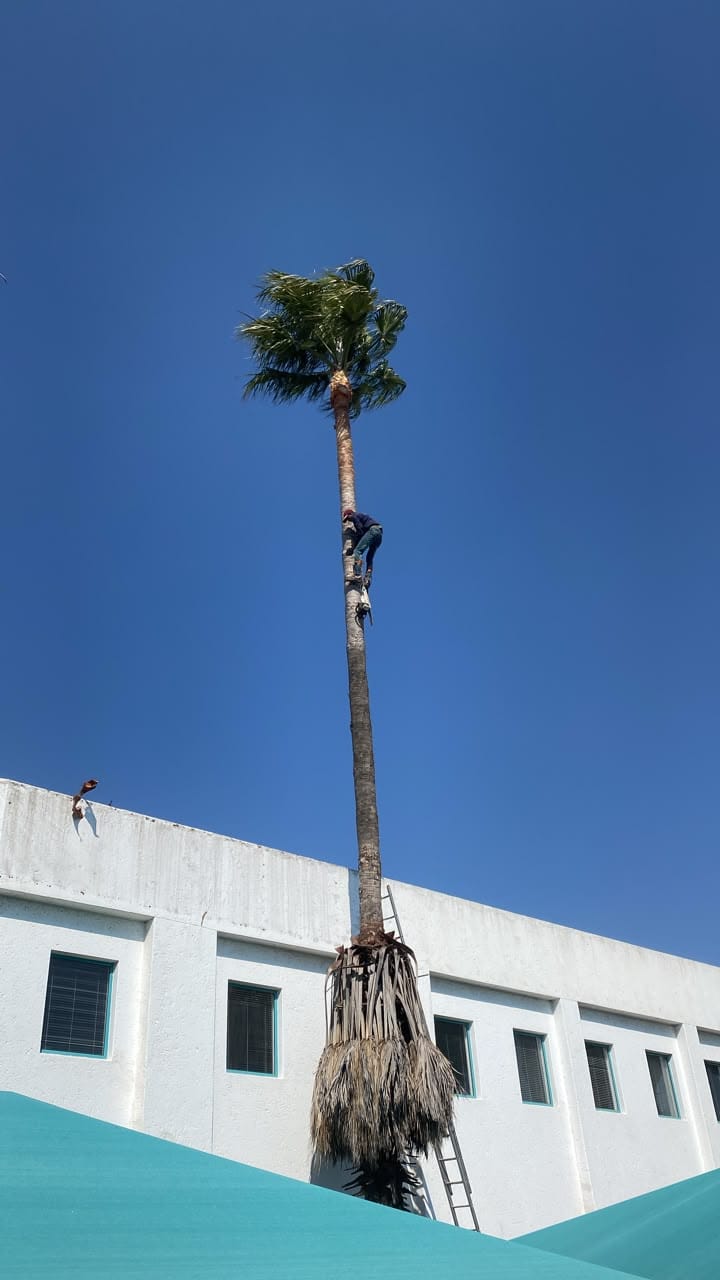 Climber on a ladder felling a tall palm tree directly above a building roof