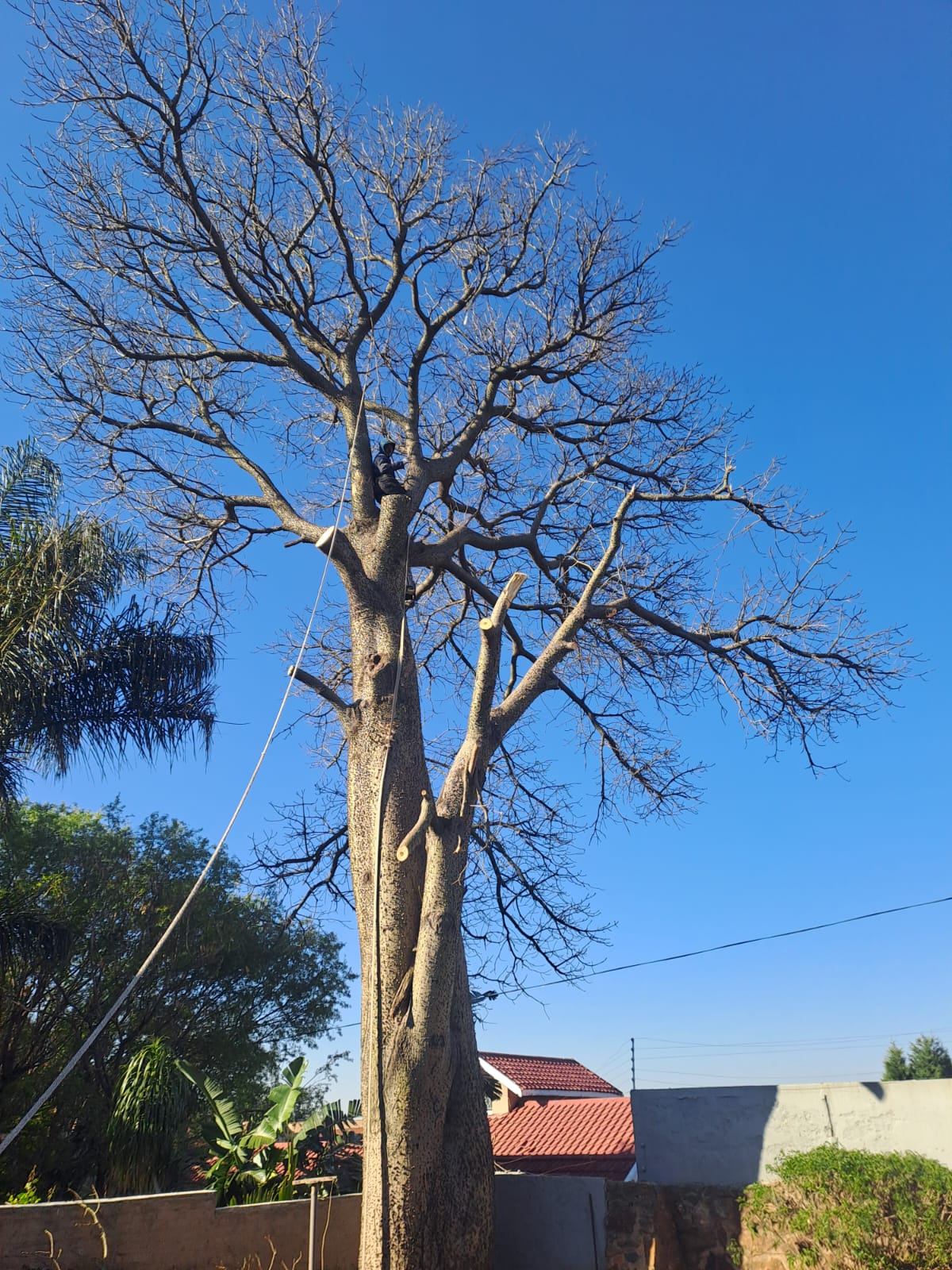 Large bare tree being roped and pruned back branch by branch above a boundary wall