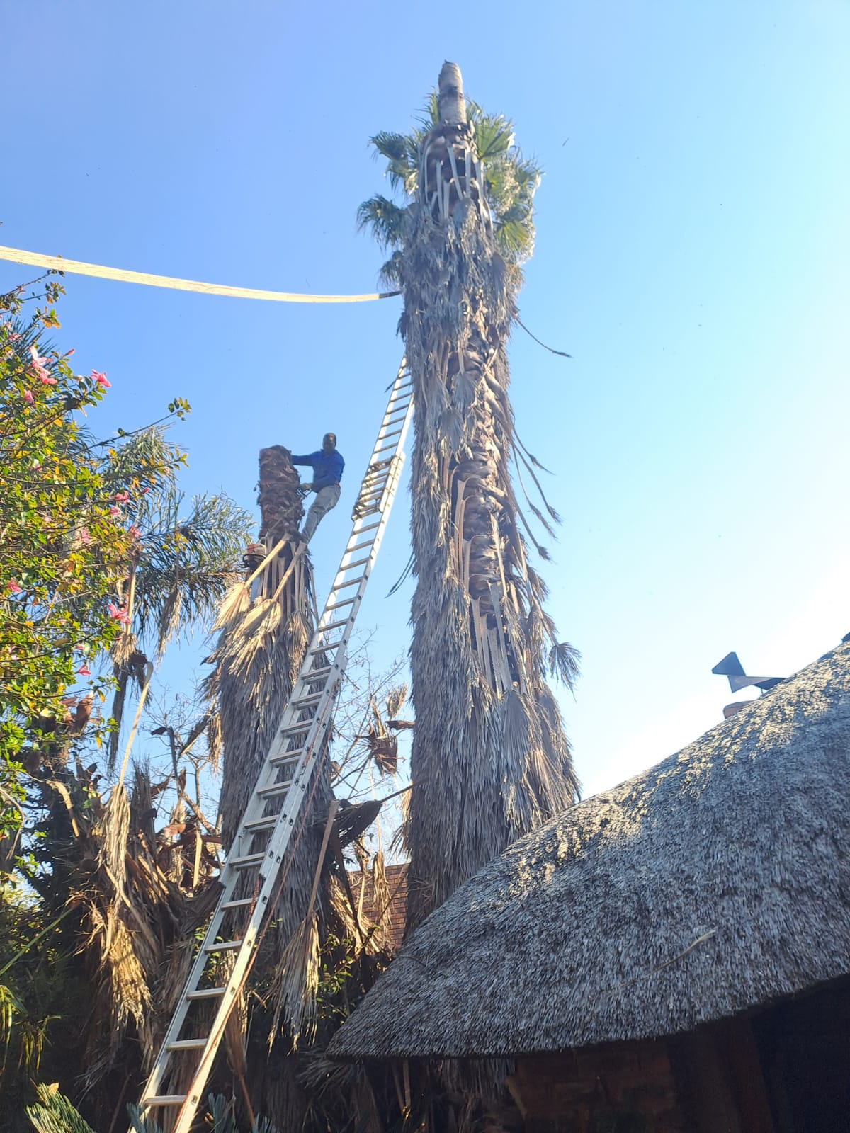 Ladder against a tall palm beside a thatched roof while the crown is cut down