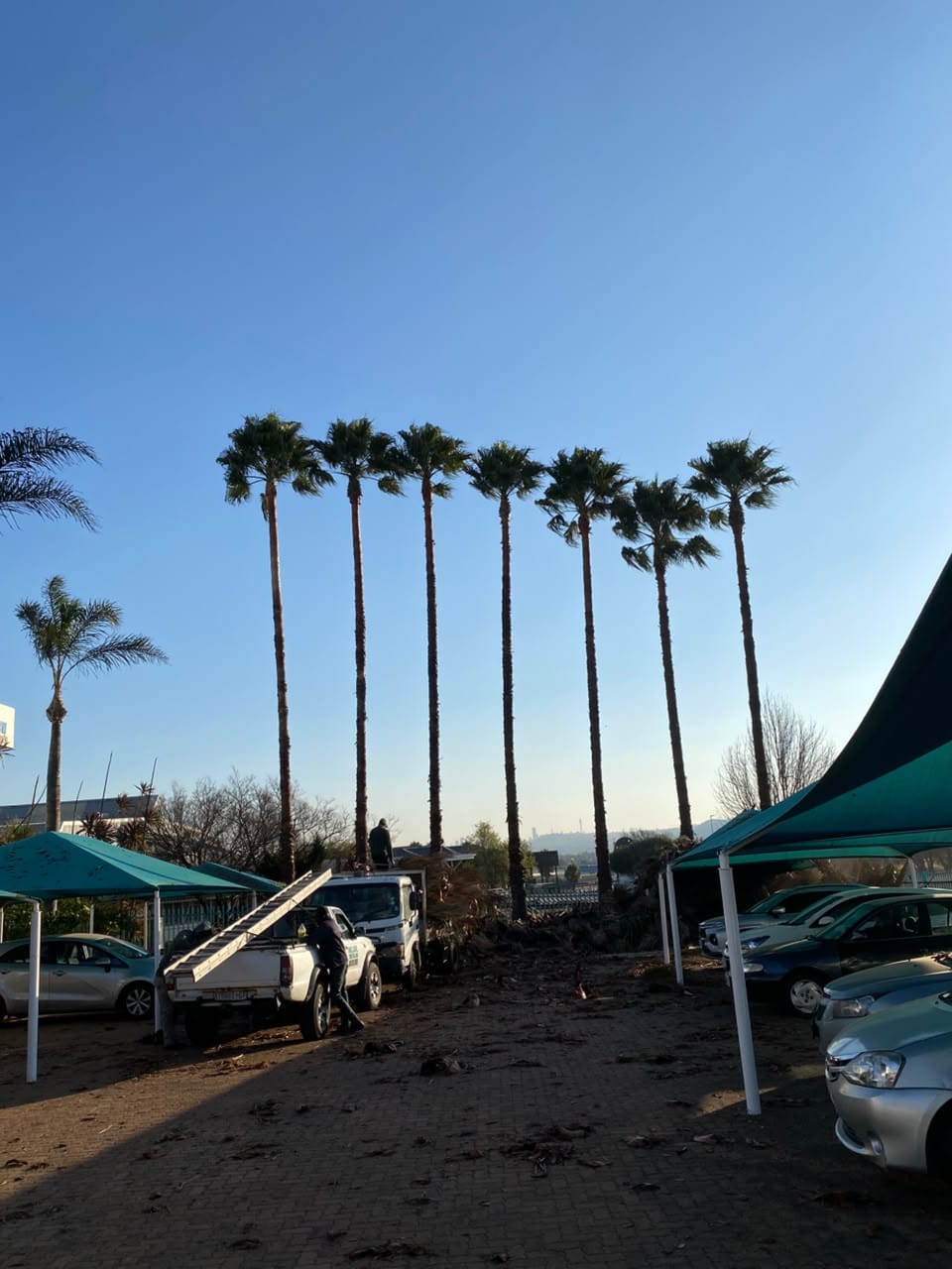 Row of palm trees trimmed clean with garden refuse loaded onto a bakkie below