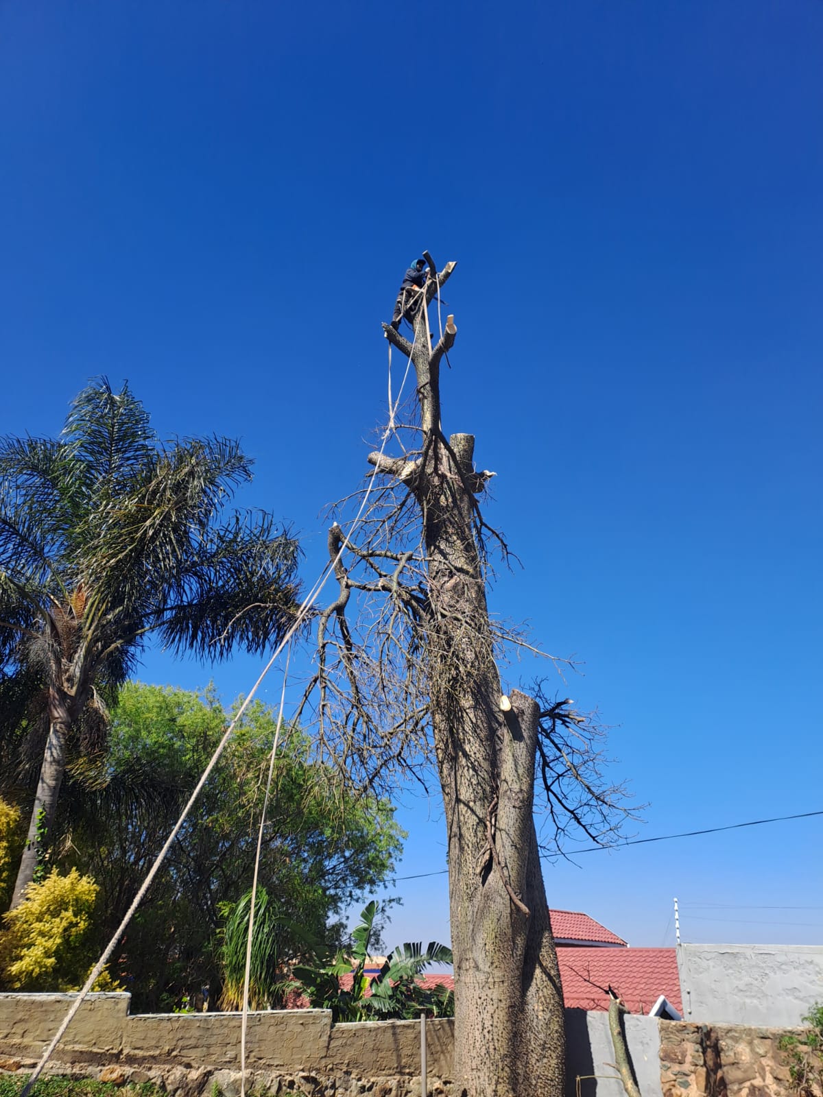 PS Tree Felling climber roped into the top of a large tree during a sectional dismantle