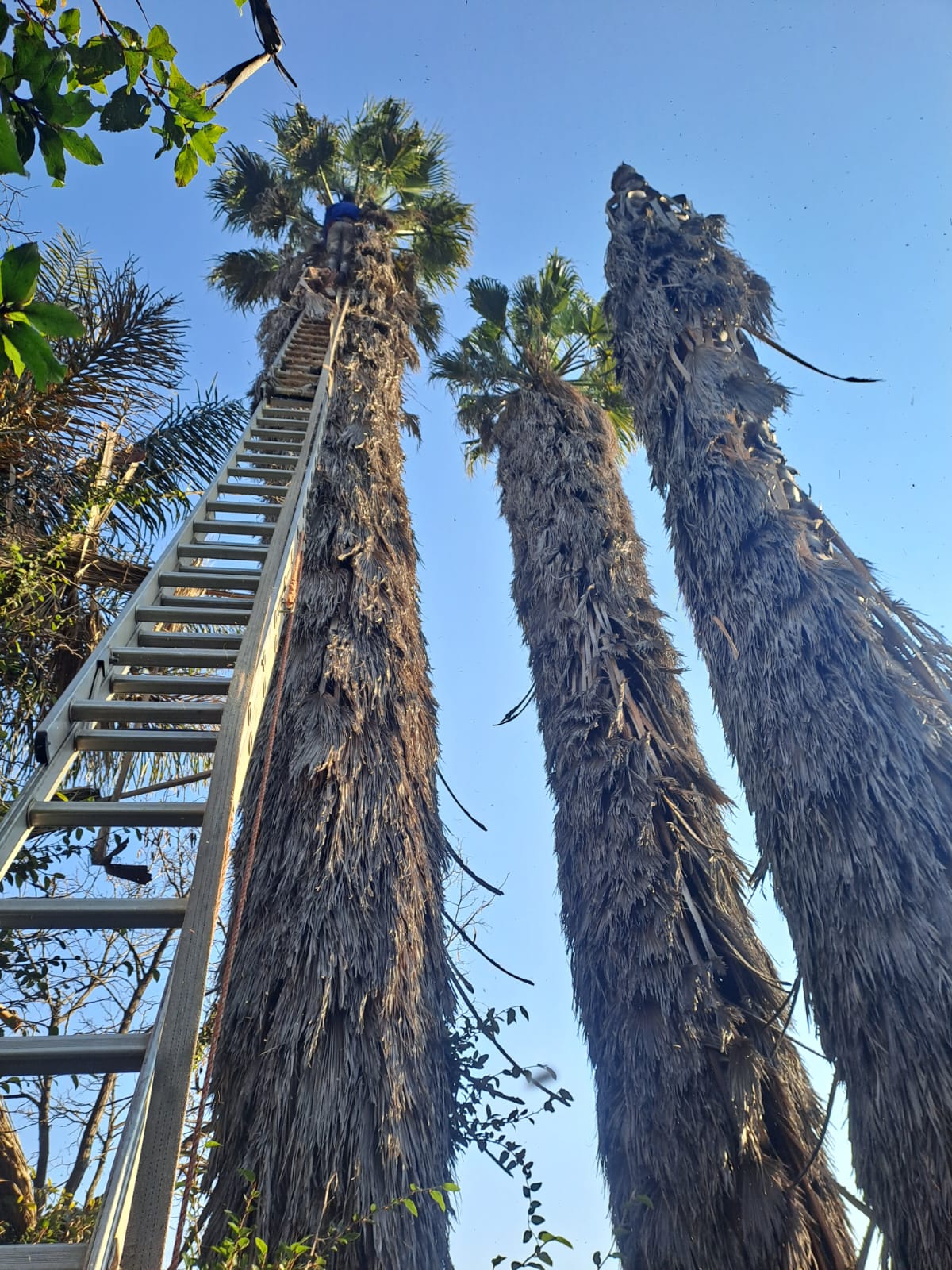 Team member up a ladder stripping dead fronds from three tall fan palms